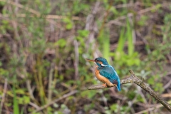 Eisvogel_04