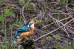 Eisvogel_05