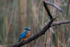 Eisvogel_06