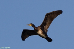 Kormoran_01