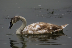 Schwan_01