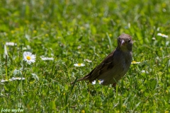 Sperling_04