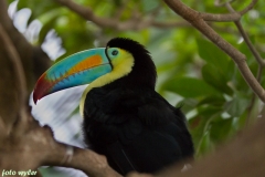 Toucan_01